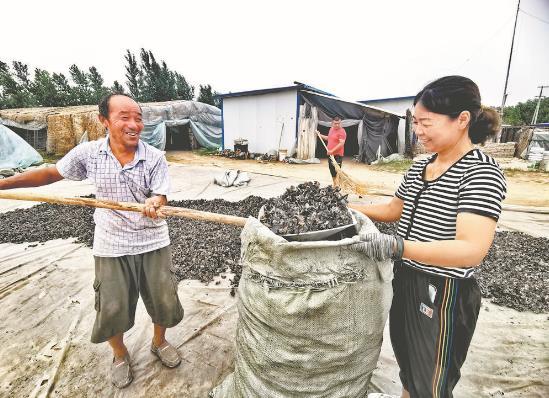 種植戶正在收集曬干的木耳，目前收購價(jià)每斤在14元左右